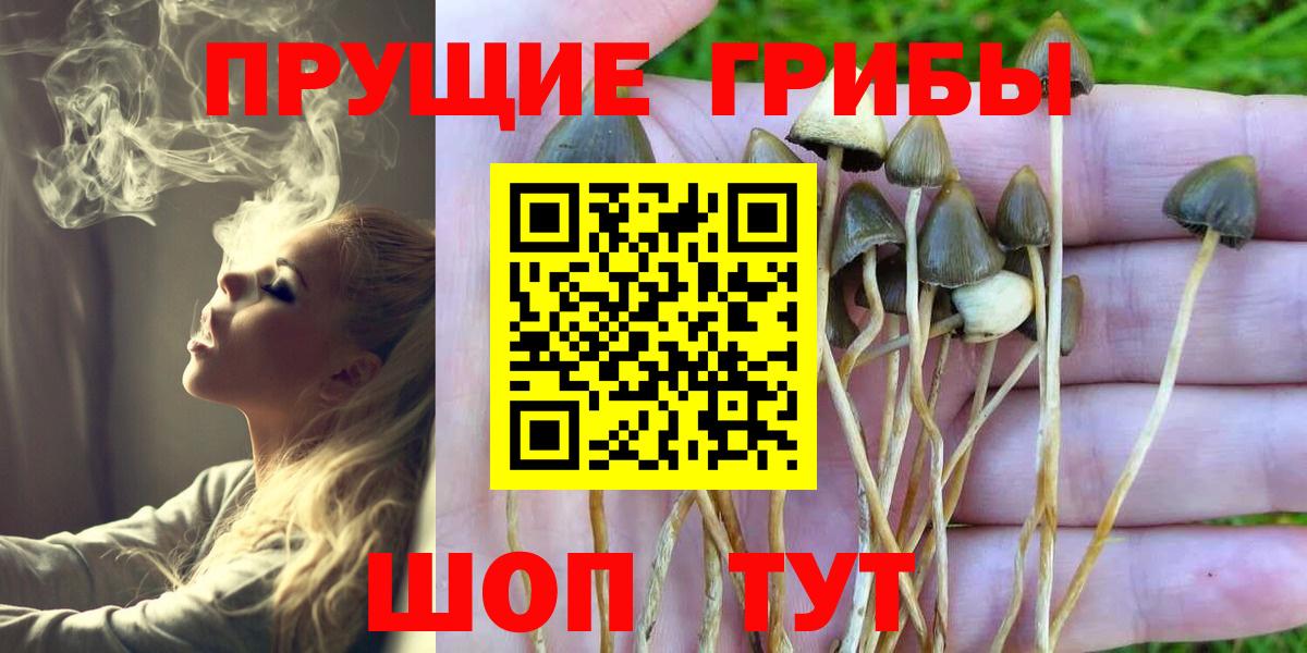Малгобек  Галлюциногенные грибы прущие грибы  Вход с VPN 